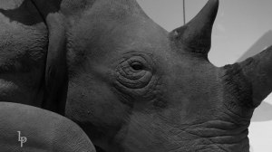Rhino BW